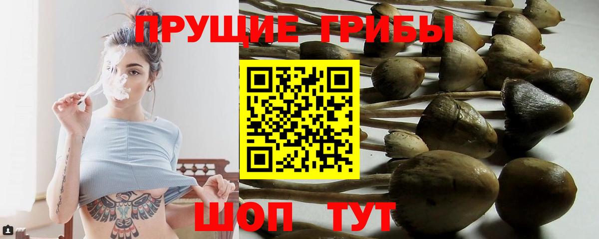 Псилоцибиновые грибы Cubensis  Вход с VPN  Галлюциногенные грибы мицелий  Знаменск 
